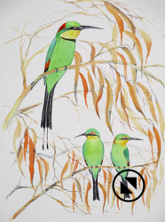 Rainbow Bee-eaters