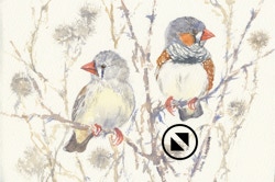 Zebra finches
